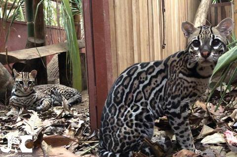Jaguar Rescue Center Tour Costa Rica
